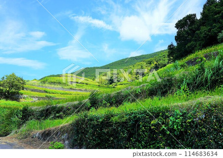 小豆島中山千枚田（電影、電視劇的拍攝地） 114683634