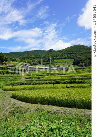 小豆島中山千枚田（電影、電視劇的拍攝地） 114683643