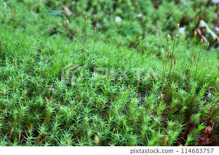 初夏的吉祥園 114683757