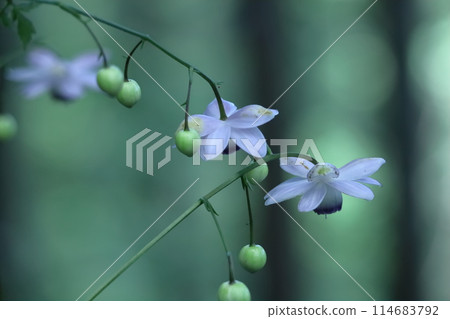 Lamps hanging in the forest 114683792