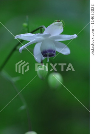 掛在森林裡的燈 114683828