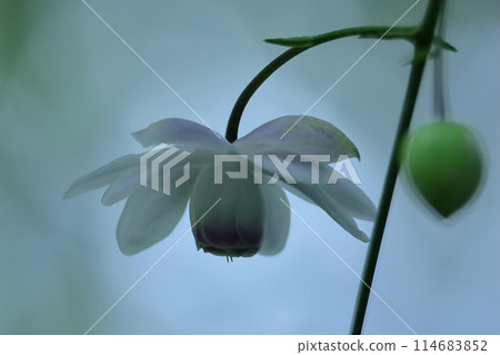 Lamps hanging in the forest 114683852