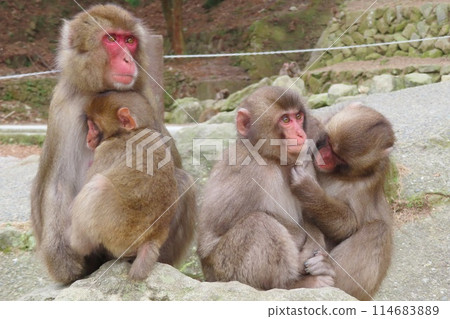 [Oita Prefecture] Japanese macaques at Takasakiyama Natural Zoo 114683889