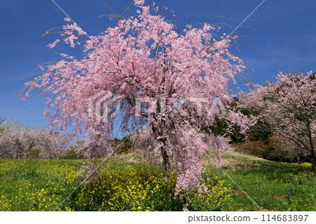 栃木縣芳賀郡益子町小燒 櫻花名勝禦燒古墳山上盛開的紅色櫻花。 114683897