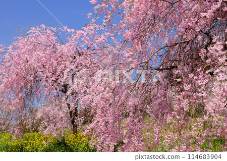 Weeping cherry blossoms blooming on the hills of the famous cherry blossom spot, Oyake Tomb Group, Mashiko-cho, Haga-gun, Tochigi Prefecture 114683904