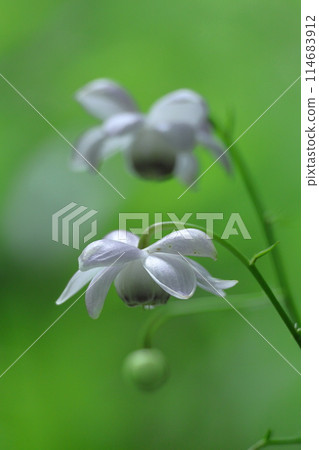 掛在森林裡的燈 114683912