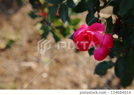 Arao City Ominous Citizen Flower Bed Rose Flower, Arao City Ominous Citizen Flower Bed Rose Flower, 114684014