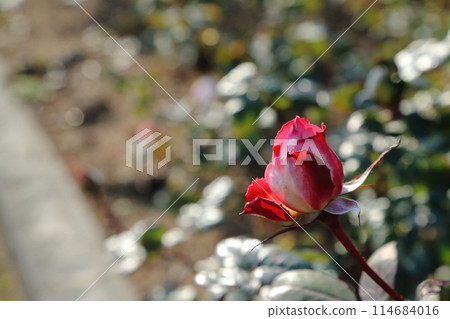 Arao City Ominous Citizen Flower Bed Rose Flower, Arao City Ominous Citizen Flower Bed Rose Flower, 114684016