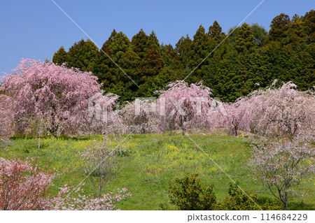 栃木縣芳賀郡益子町大竹，櫻花名勝大竹古墳群的山上，垂枝櫻花、油菜花等櫻花盛開 114684229