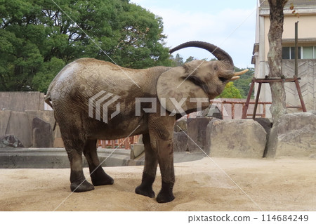 森林大象洗沙浴 114684249