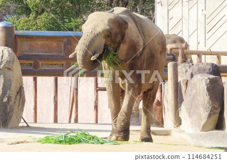 森林大象吃食物 114684251