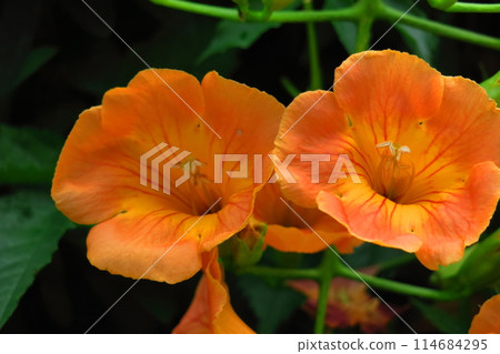 Hanging on a tree in the forest Hanging on a tree in the forest 114684295