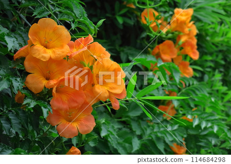 Hanging on a tree in the forest 114684298