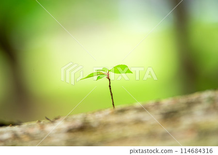 New buds in the fresh greenery 114684316
