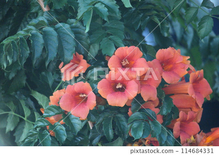 掛在森林裡的一棵樹上 114684331