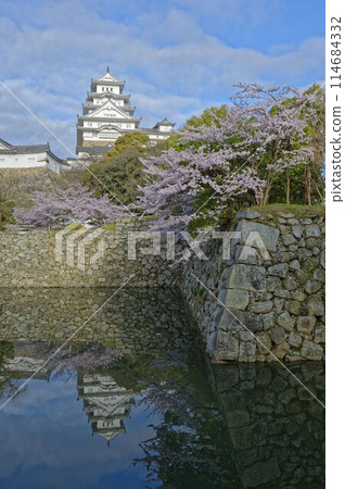 倒映在水中的櫻花與世界遺產姬路城 114684332