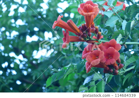 Hanging on a tree in the forest 114684339