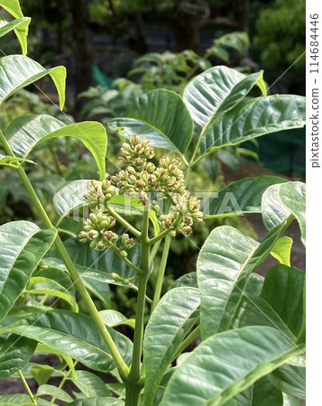 Obaku Yellowfin tuna 114684446