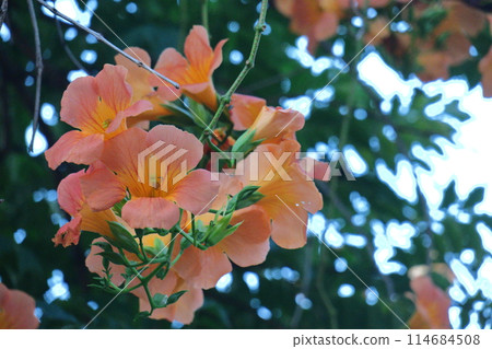 Hanging on a tree in the forest 114684508