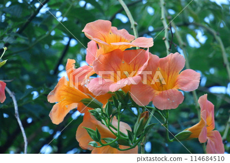 Hanging on a tree in the forest 114684510