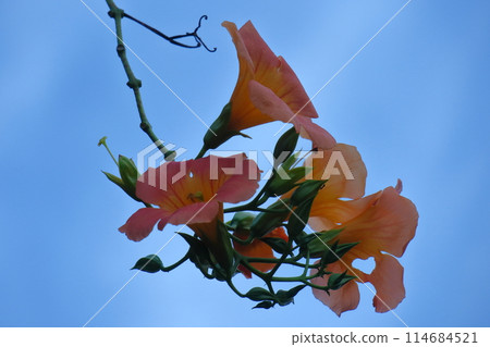 Hanging on a tree in the forest 114684521