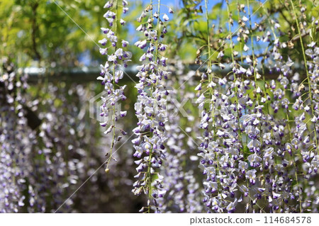 Byakugoji Temple‗Wisteria Flowers Byakugoji Temple‗Wisteria Flowers 114684578