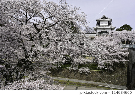 Kanazawa Castle Park with cherry blossoms in full bloom under a clear blue sky 114684660