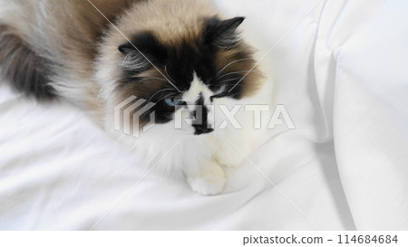 Ragdoll Ragdoll 114684684