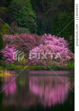 Large mountain cherry blossoms at Lake Nakatsuna [Omachi City] 114684695