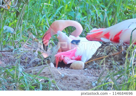 Greater flamingos guarding their laid eggs 114684696