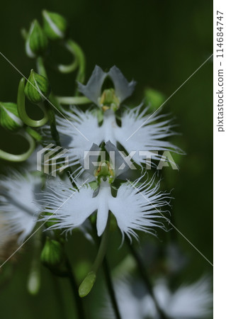 Egret flying in the sky Egret flying in the sky 114684747