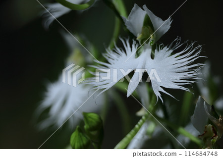 Egret flying in the sky Egret flying in the sky 114684748