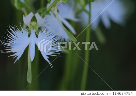 白鷺在天上飛 白鷺在天上飛 114684794