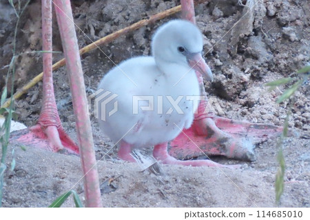 Greater flamingo chick 114685010