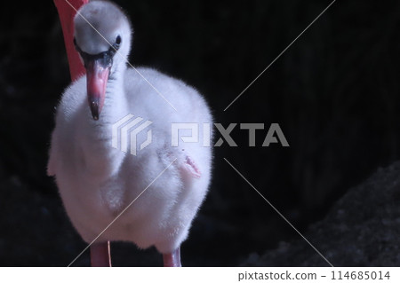 Greater flamingo chick 114685014