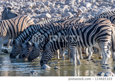 Zebras in Etosha 114685103
