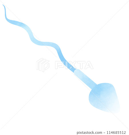 Sperm cells form during the process known as spermatogenesis 114685512