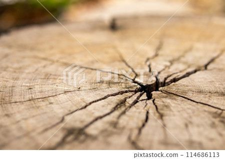 old tree stump wooden texture background close up old tree stump wooden texture background close up 114686113