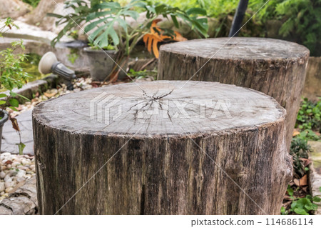 Empty old tree stump table top with blur green tropical garden background for product display Empty old tree stump table top with blur green tropical garden background for product display 114686114