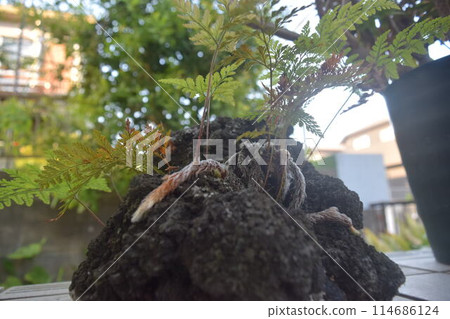 矮人眼中的世界：“室內植物達瓦里亞” 114686124