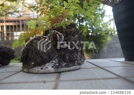 The world seen by the dwarfs: "Houseplant Davaria" 114686130