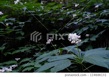 Shirainotaki Falls: Myrtle flowers blooming along the promenade, Toon City, Ehime Prefecture 114686131