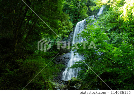 Shirainotaki Falls: Summer scenery of the upper and middle stages 2, Toon City, Ehime Prefecture Shirainotaki Falls: Summer scenery of the upper and middle stages 2, Toon City, Ehime Prefecture 114686135
