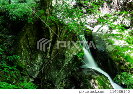 白王瀑布 天瀧 2 愛媛郡香椿市的夏日風景 白王瀑布 天瀧 2 愛媛郡香椿市的夏日風景 114686140