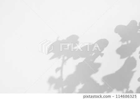 Abstract natural tree leaves shadow on white wall background Abstract natural tree leaves shadow on white wall background 114686325