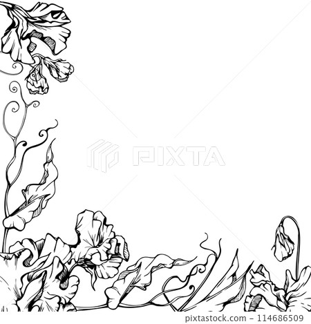 Hand drawn vector graphic ink illustration botanical flowers leaves. Sweet everlasting pea, vetch bindweed legume tendrils. Border frame isolated white background. Design wedding, cards, floral shop 114686509