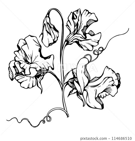 Hand drawn vector graphic ink illustration botanical flowers leaves. Sweet everlasting pea, vetch bindweed legume. Branch bouquet isolated on white background. Design wedding, love cards, floral shop 114686510