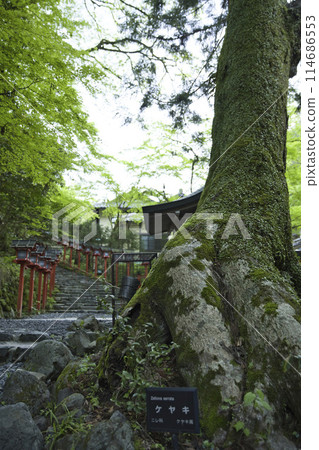 鮮綠的貴船神社,600年樹齡的櫸樹,垂直構圖2 鮮綠的貴船神社,600年樹齡的櫸樹,垂直構圖2 114686553