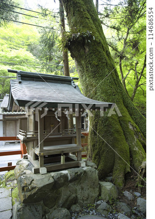 鮮綠的貴船神社、白須神社和600年樹齡的櫸樹垂直構圖1 鮮綠的貴船神社、白須神社和600年樹齡的櫸樹垂直構圖1 114686554