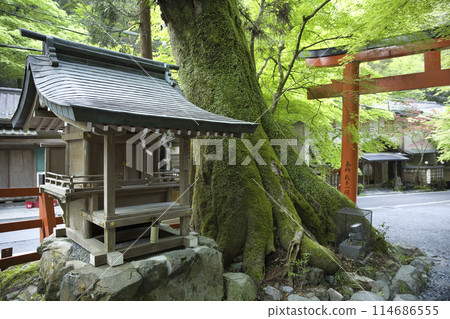 鮮綠的貴船神社、白須神社和600年樹齡的櫸樹水平構圖1 114686555
